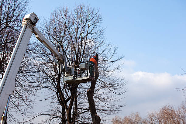 Alice, TX Tree Removal Services Company